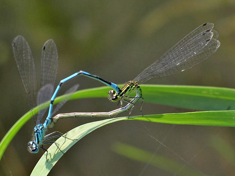 Coenagrion puella